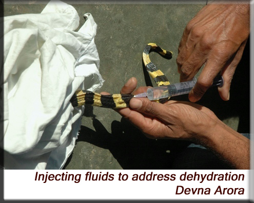 Devna Arora - Injecting fluids